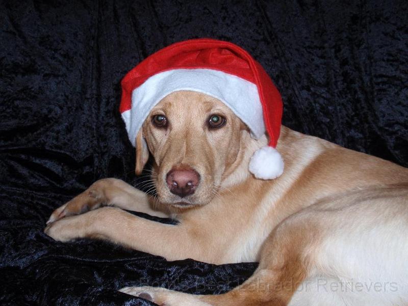 Weihnachten 2010.JPG